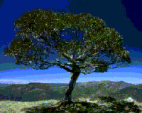 a
